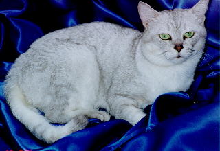Silver Kaiser of Syarte Cat's House - American Shorthair