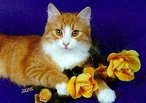 Siberian Cat >; Imagem retirada de site oficial sobre a raça